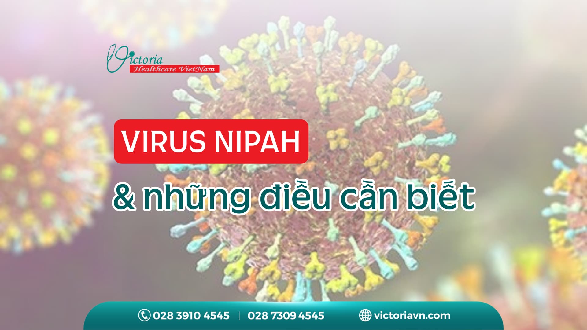 VIRUS NIPAH LÀ GÌ? HIỂU ĐÚNG ĐỂ PHÒNG NGỪA HIỆU QUẢ